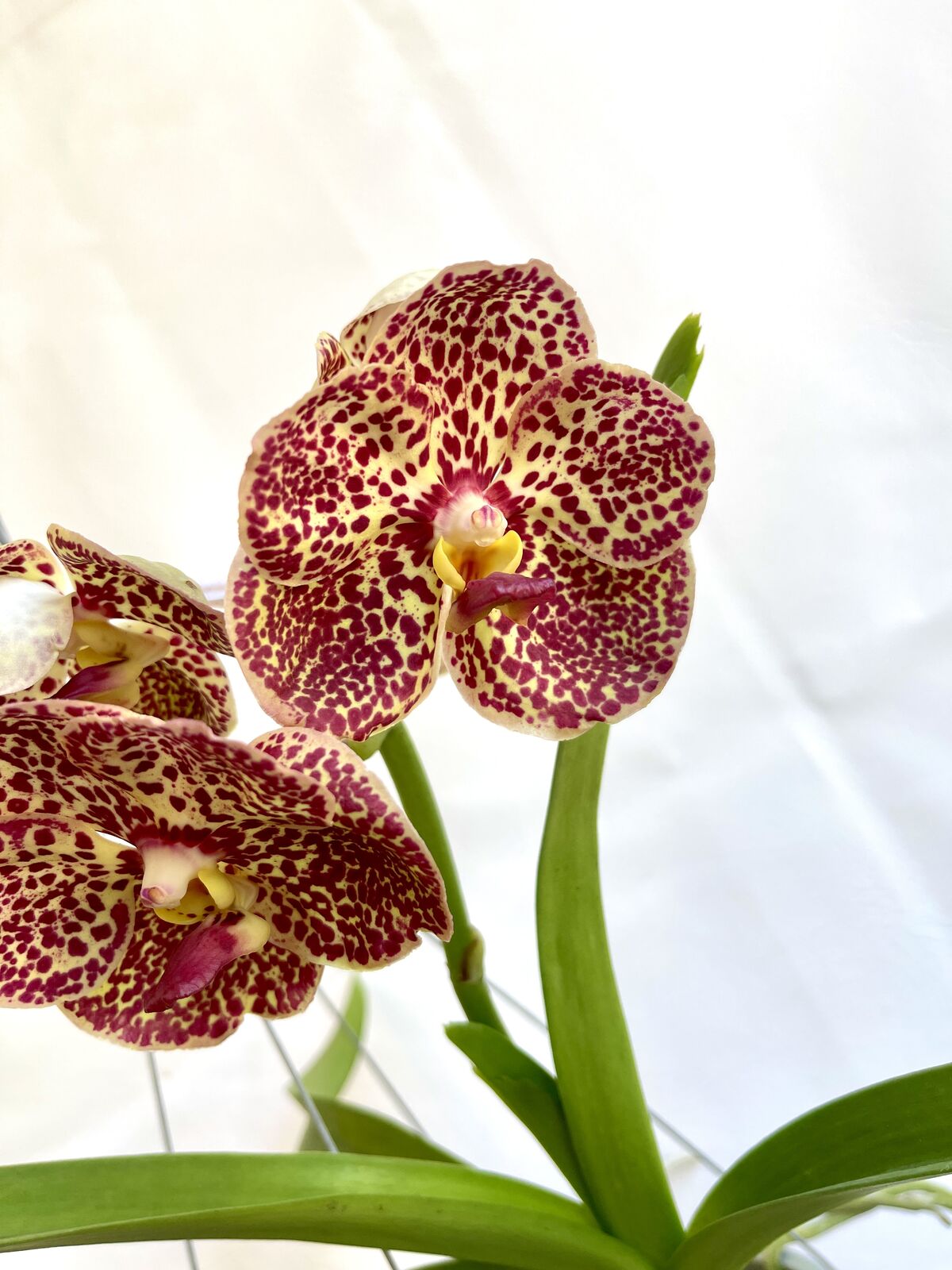 Vanda rasi gold X Vanda tubtm velvet