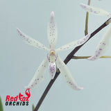 Renanthera John Losgar x V. garayi