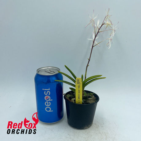 Renanthera John Losgar x V. garayi
