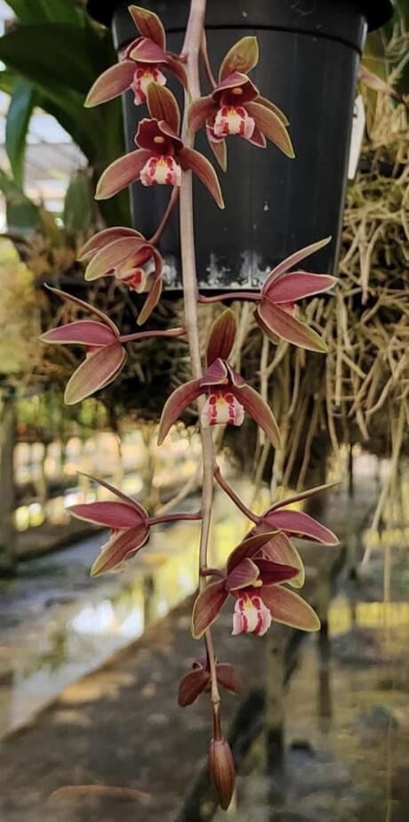 Cymbidium Clare Natasha x canaliculatum '#2'