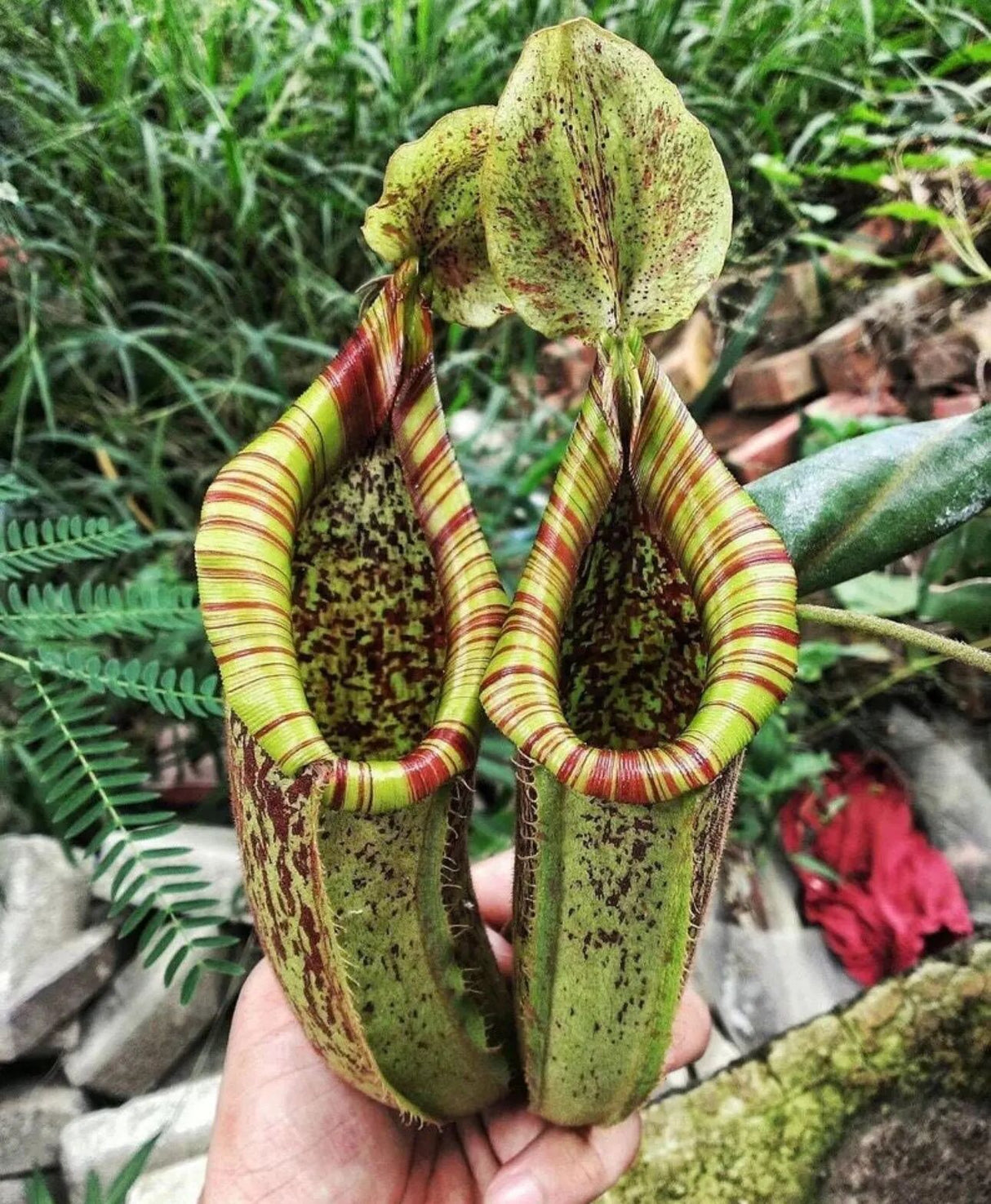 Nepenthes X dyeriana