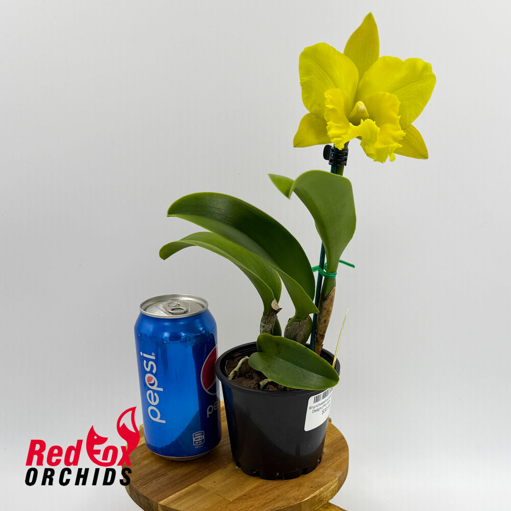 Rhyncholaeliocattleya Haadyai Delight