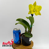 Rhyncholaeliocattleya Haadyai Delight