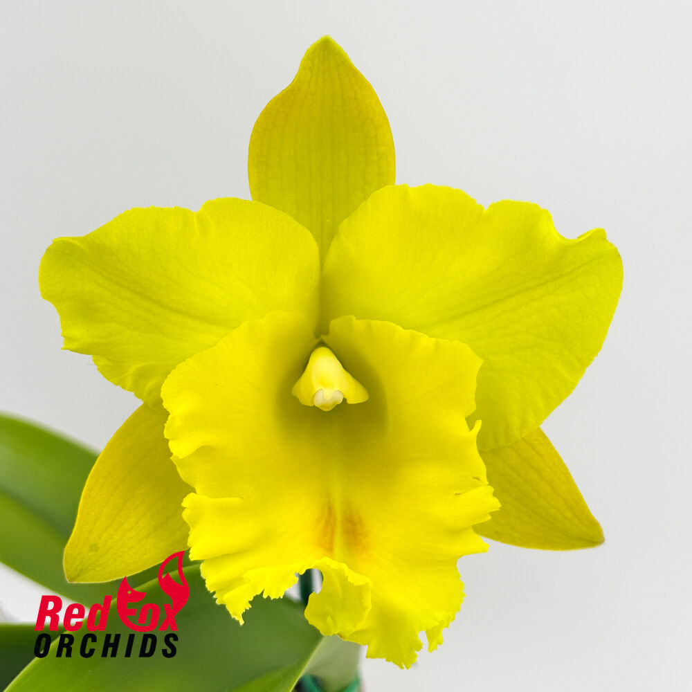Rhyncholaeliocattleya Haadyai Delight