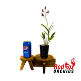 Dendrobium Venus Mini