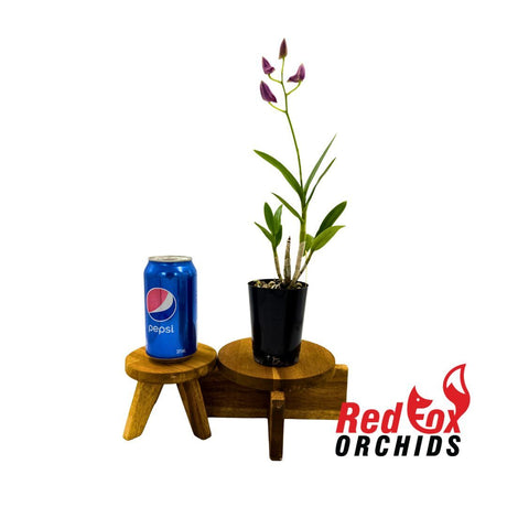 Dendrobium Venus Mini