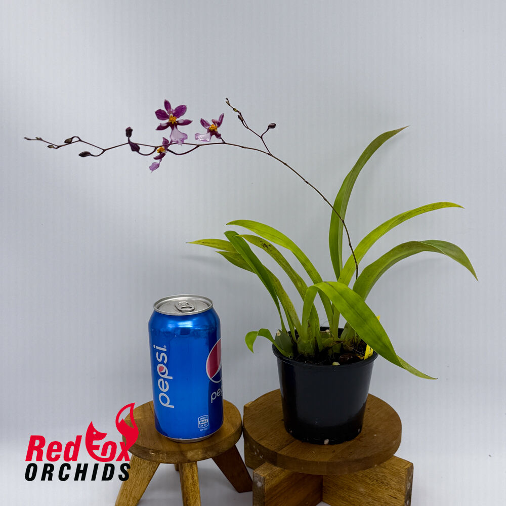 Oncidium (sotoanum x onustum) x sotoanum
