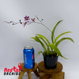 Oncidium (sotoanum x onustum) x sotoanum