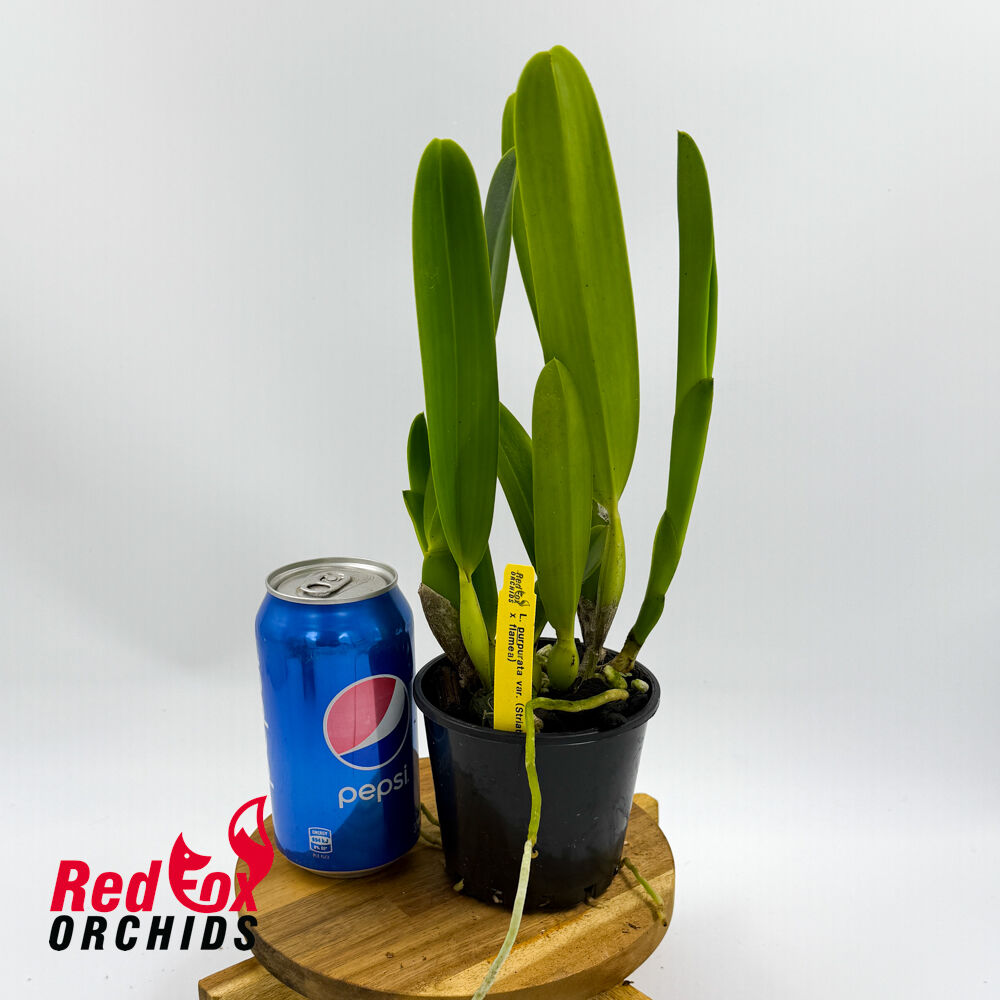 Cattleya purpurata var. (striata x flamea)