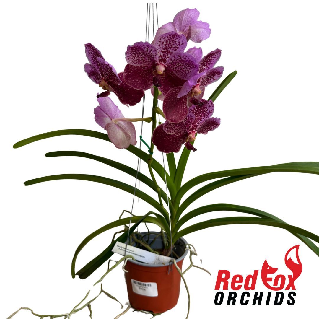 Vanda taveesuka X Ascocenda lenakamolphan