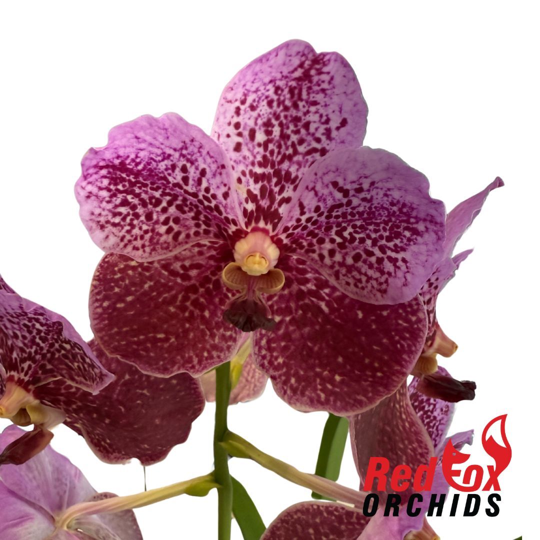 Vanda taveesuka X Ascocenda lenakamolphan