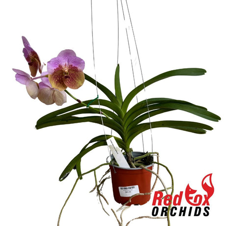 Vanda Two Tone Phairot