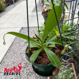 Nepenthes ventricosa X