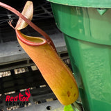 Nepenthes sanguinea X