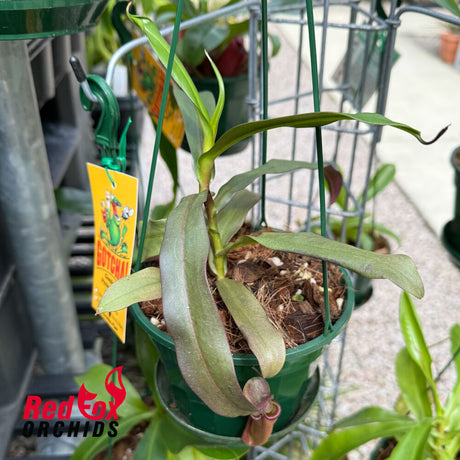 Nepenthes sanguinea X