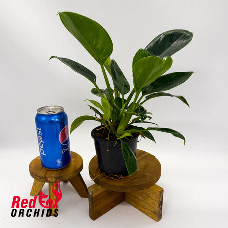 Philodendron Congo Apple