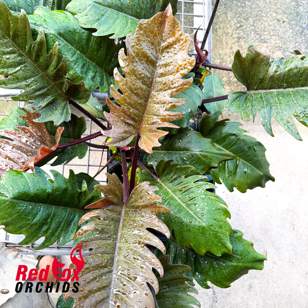 Philodendron Choco Empress