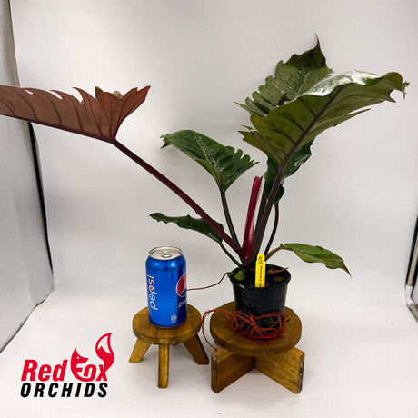 Philodendron Choco Empress