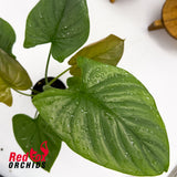 Homalomena Pewter Dream