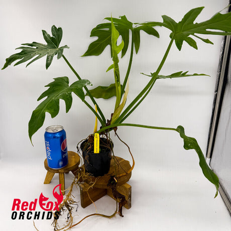 Philodendron lacerum