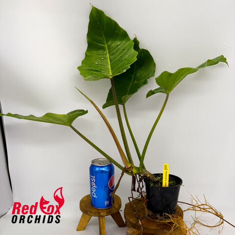 Philodendron Jungle Fever