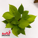 Homalomena Golden King