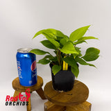 Homalomena Golden King