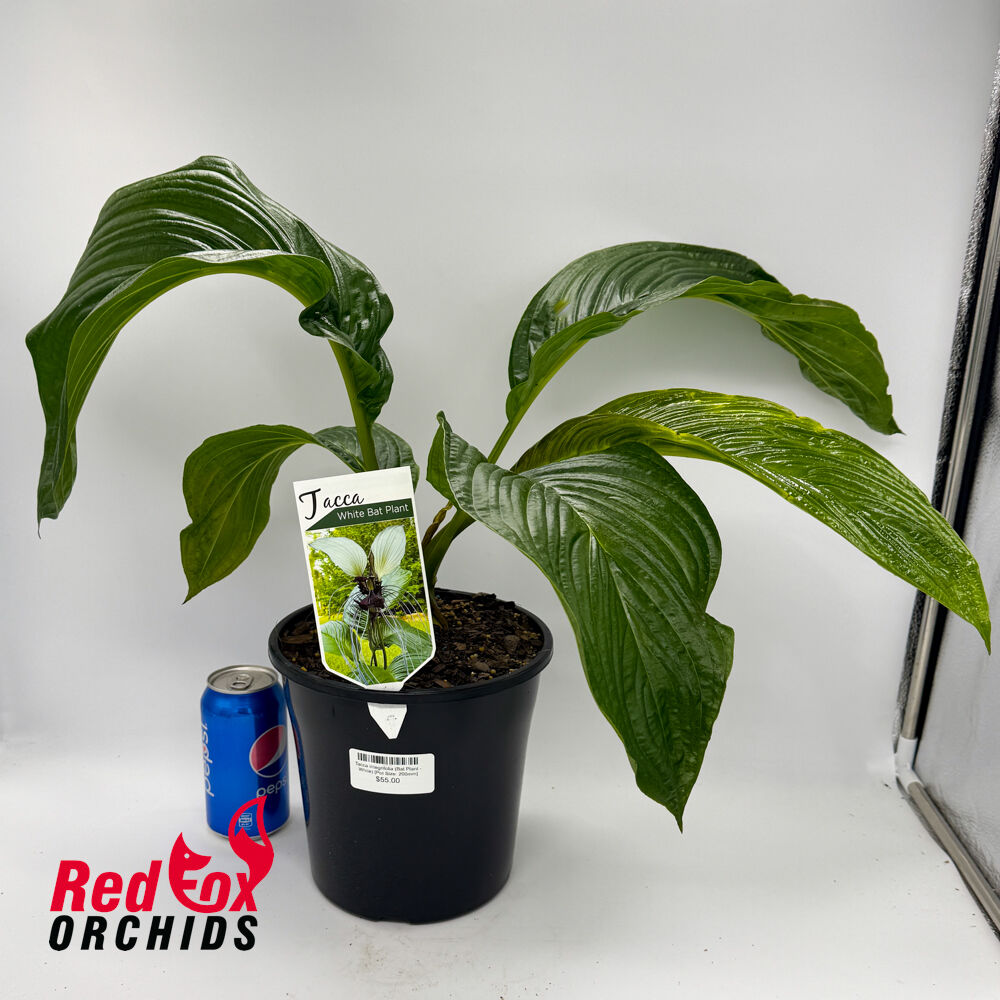 Tacca integrifolia (Bat Plant - White)