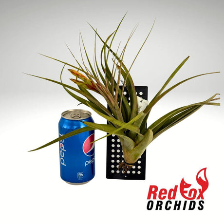 Tillandsia Phoenix