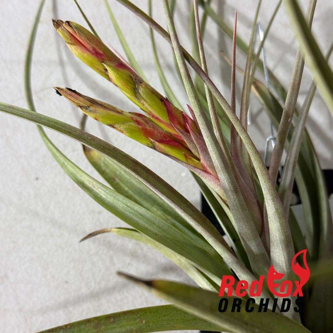 Tillandsia Phoenix