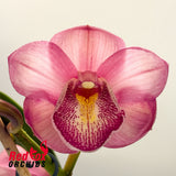 Cymbidium Flaming Pepper