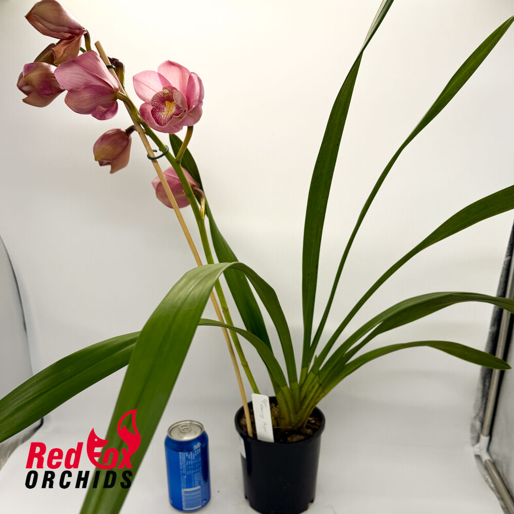 Cymbidium Flaming Pepper