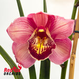 Cymbidium Lancashire Khan 'Evie'
