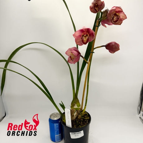 Cymbidium Lancashire Khan 'Evie'