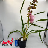 Cymbidium Sylva Atom