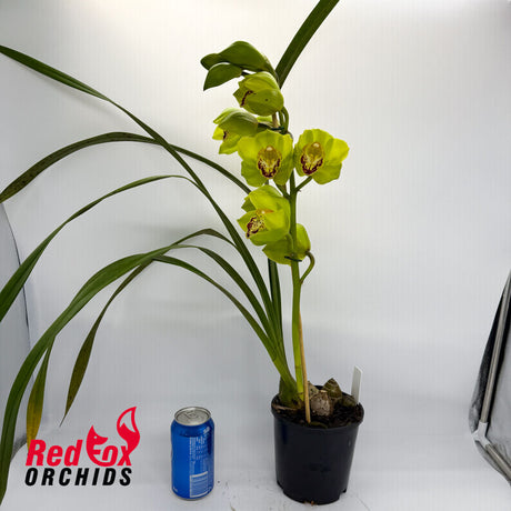 Cymbidium Daintree Showers x Green Connie