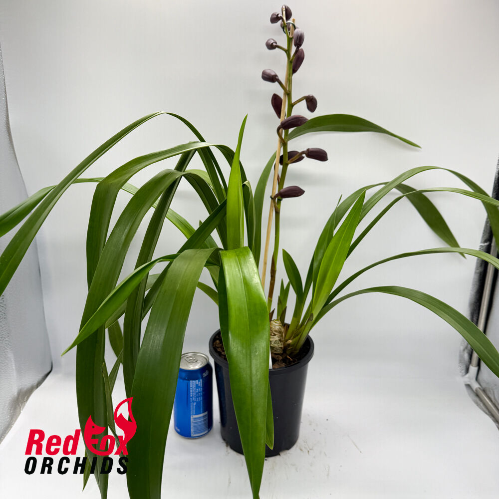 Cymbidium Pepper Blaze x Street Tango
