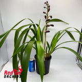 Cymbidium Pepper Blaze x Street Tango