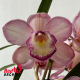 Cymbidium Kirby Lesh x (Dural Dream x Pepper Blaze)