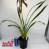 Cymbidium Kirby Lesh x (Dural Dream x Pepper Blaze)