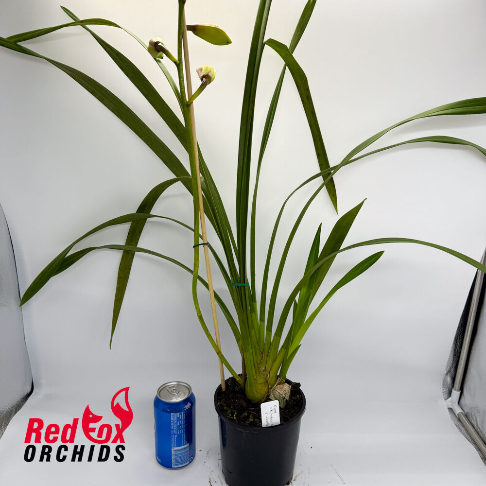 Cymbidium Kimberly Splash x Justis Pearl