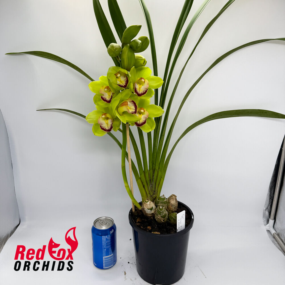 Cymbidium Green Elation x Wonder Island