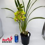 Cymbidium Green Elation x Wonder Island