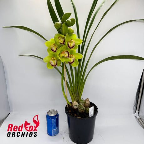 Cymbidium Green Elation x Wonder Island