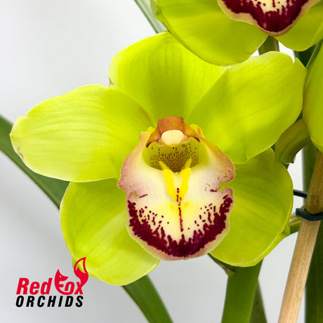 Cymbidium Green Elation x Wonder Island