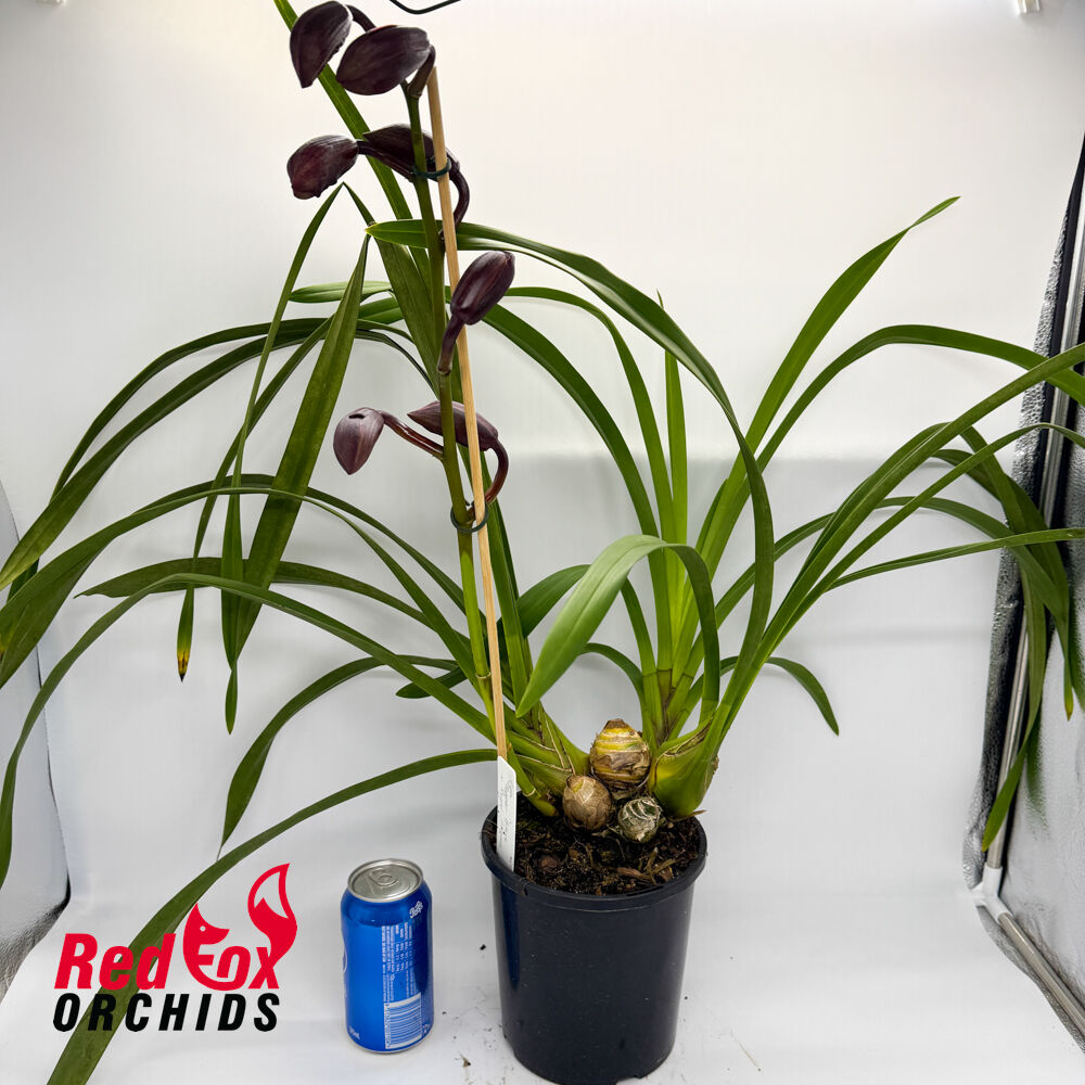 Cymbidium Pepper Blaze x Regal Flames