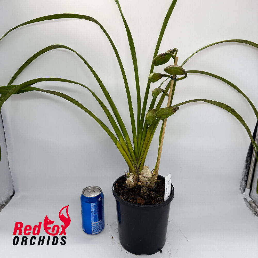 Cymbidium Connie Island x Kimberly Winter