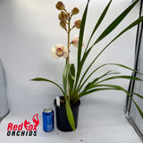 Cymbidium Zen Angel x Joan's Charisma