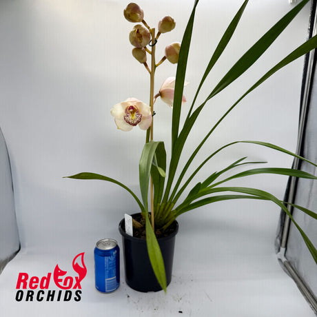 Cymbidium Zen Angel x Joan's Charisma