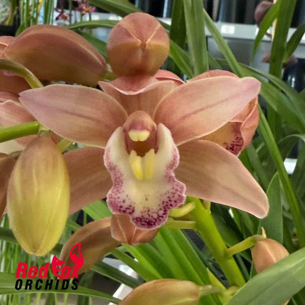 Cymbidium New Century 'Rosie'
